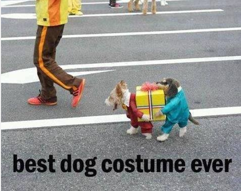 Best Dog Costume Ever