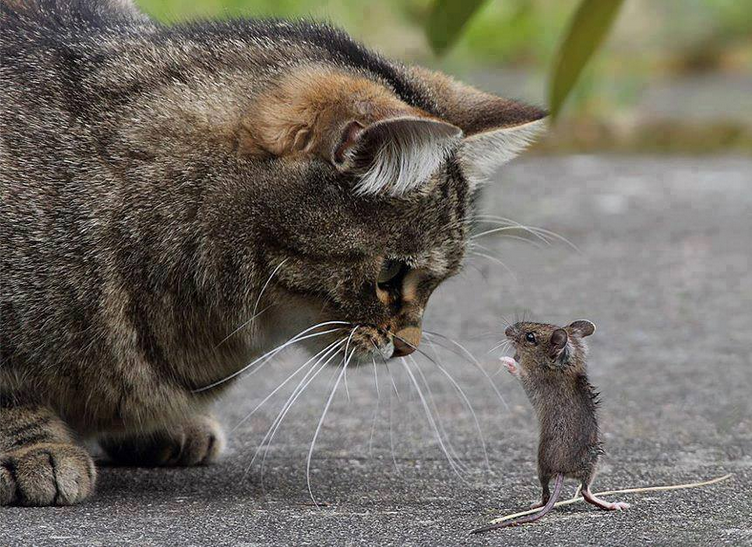 Cat and Mouse