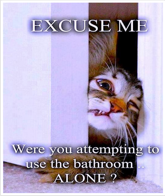 Bathroom Cat