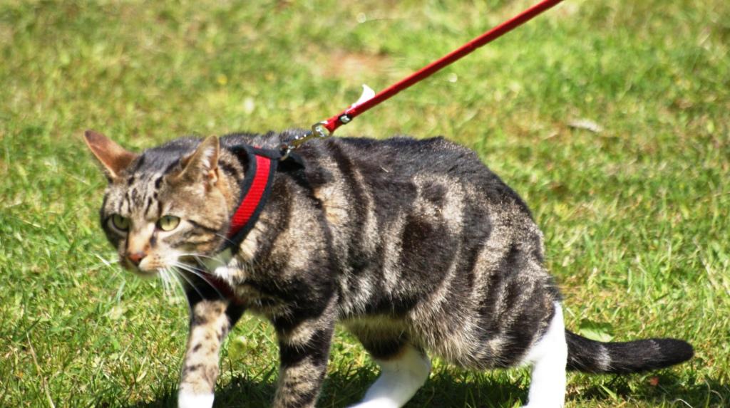 George at Tarnside Cattery