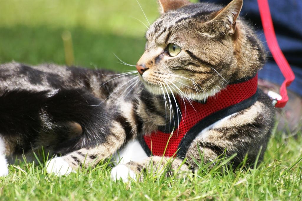 Tarnside Cattery George