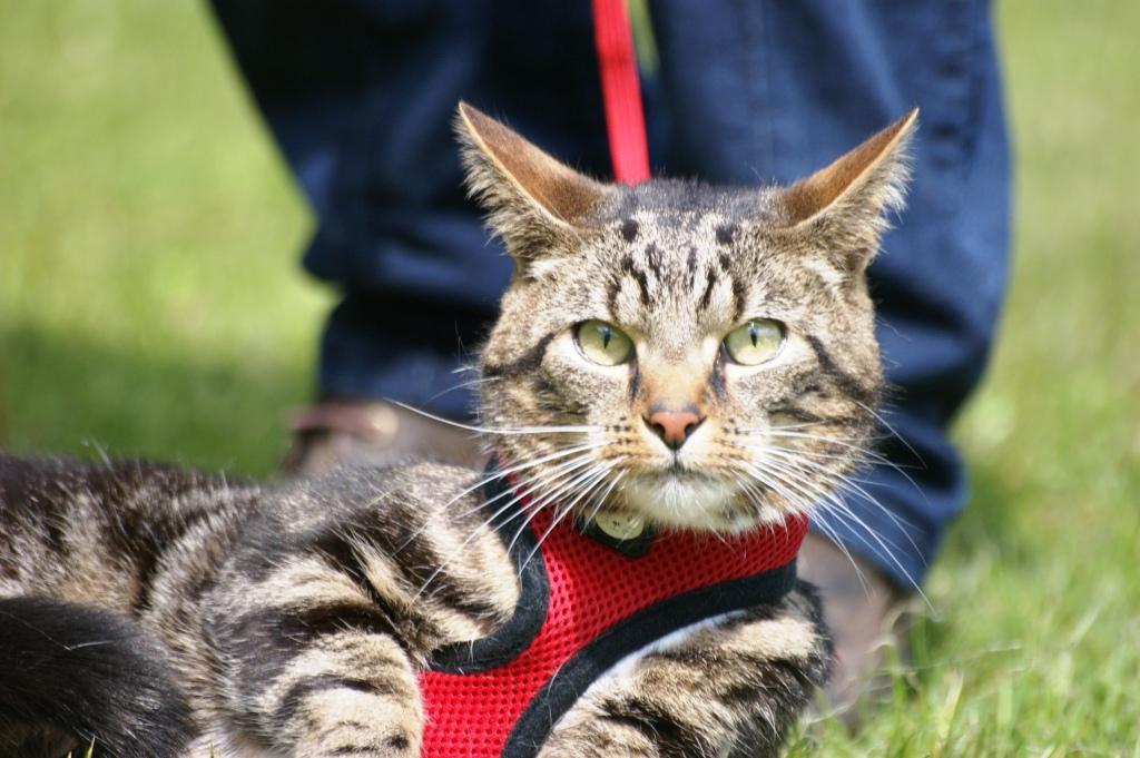 George in Tarnside Cattery