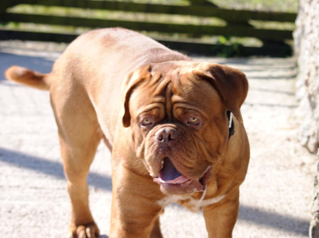 Grassgarth Kennels