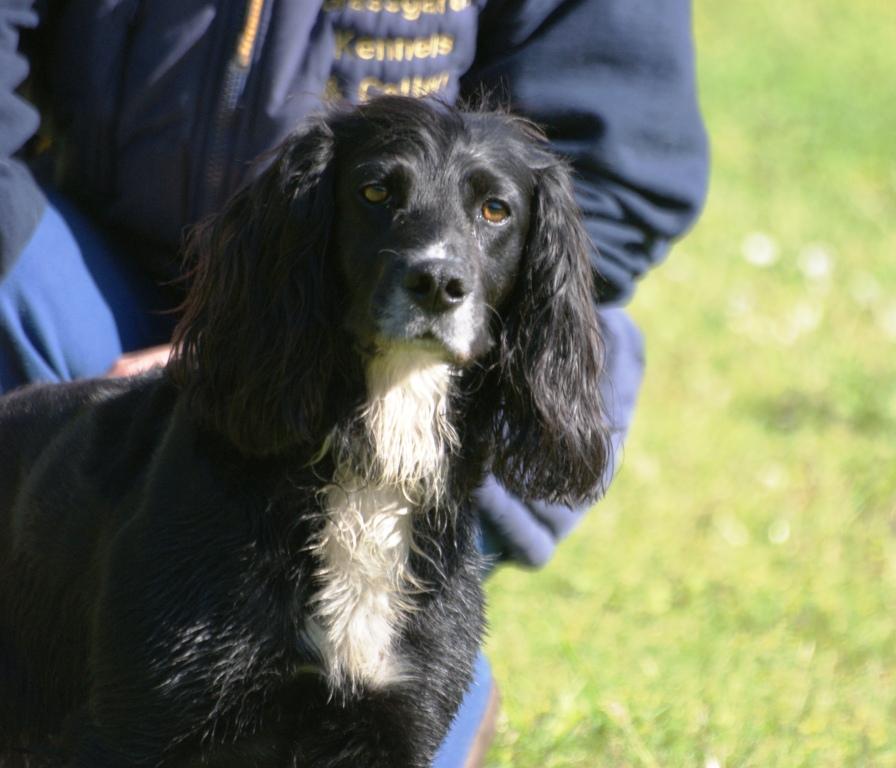 Grassgarth Kennels
