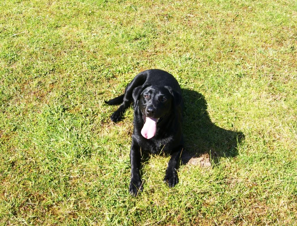 Grassgarth Kennels