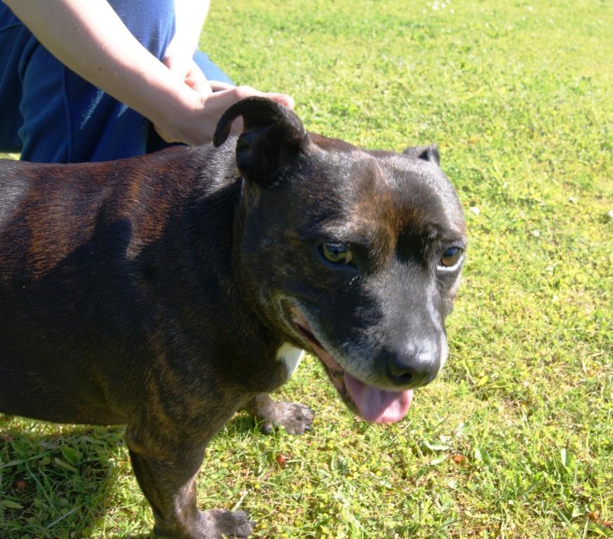 Grassgarth Kennels