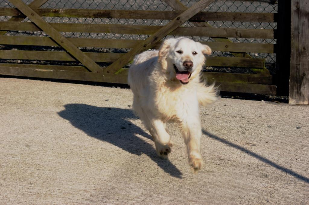 Grassgarth Dogs